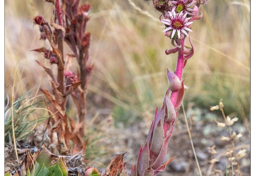 20190925-18 9617-Au goufre de Gourfouran Joubarbe