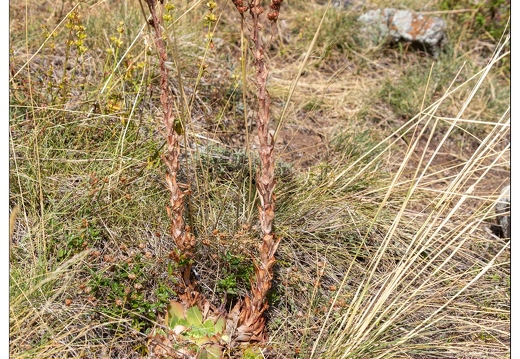 20190925-21 9624-Au goufre de Gourfouran Joubarbe