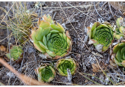 20190925-22 9603-Au goufre de Gourfouran Joubarbe