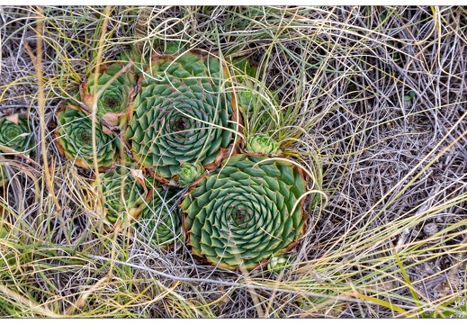 20190925-24 9614-Au goufre de Gourfouran Joubarbe