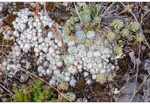 20190925-28 9616-Au goufre de Gourfouran Joubarbe a toile d araignne