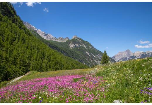 20200624-021 2714-Ceillac