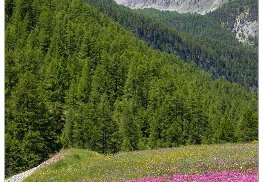 20200624-022 2715-Ceillac