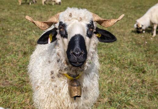 20211006-9820-Au col de Malissol Mouton