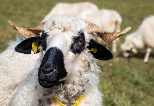 20211006-9826-Au col de Malissol Mouton