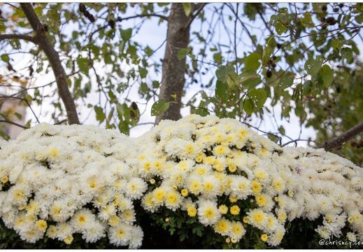 20211026-9928-Nancy-jardin-ephemere