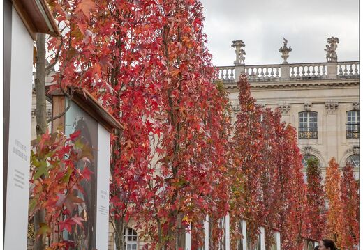 20211026-9941-Nancy-jardin-ephemere