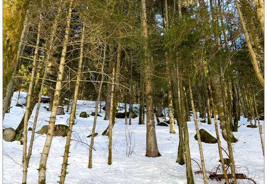 20211218-8848-Lispach La Bresse