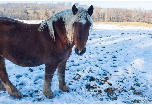 20220126-9811-Balade a Eteaux