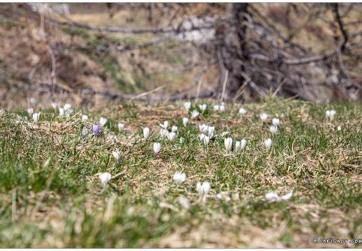 20220430-25 1215-Col de Vars Crocus