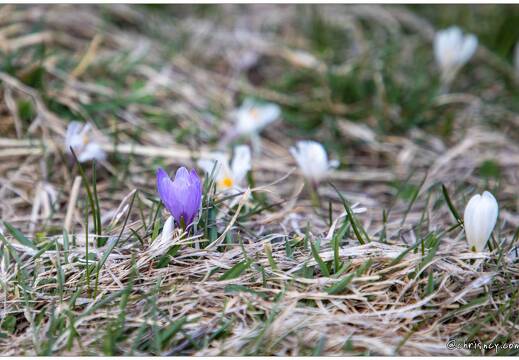 20220430-30 1222-Col de Vars Crocus