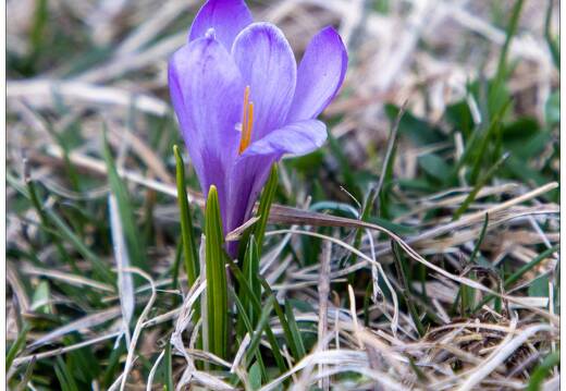 20220430-31 1219-Col de Vars Crocus