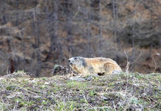 20220510-52 1933-Col Agnel marmotte