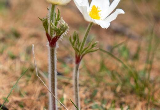 20220506-051 1591-Anemone pulsatile Souliers