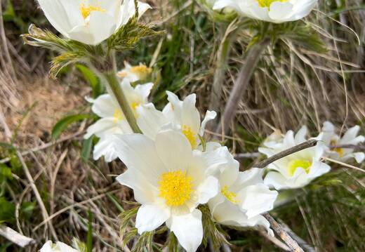 20220507-1577-Anemone pulsatile