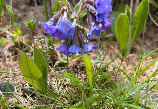 20220507-1579-Pulmonaire