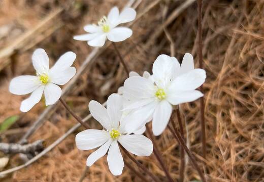 20220507-1582-Anemone hepatique
