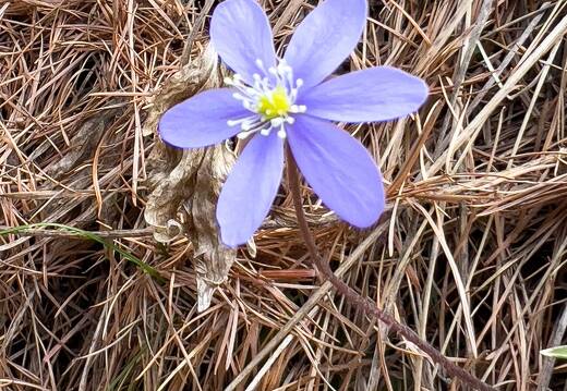 20220507-1583-Anemone hepatique