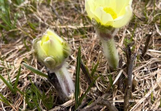 20220507-1589-Anemone pulsatile