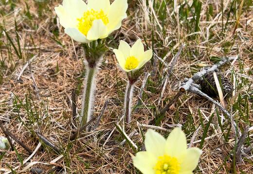 20220507-1591-Anemone pulsatile