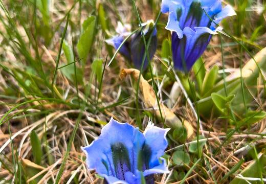 20220507-1594-Gentiane des Alpes