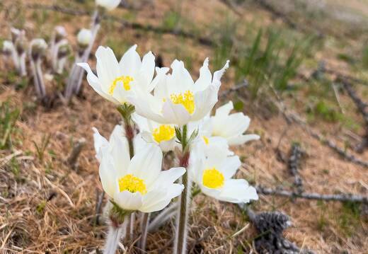 20220507-1604-Anemone pulsatile