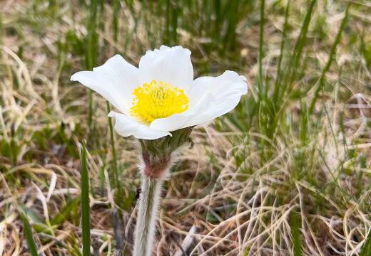 20220507-1615-Anemone pulsatile