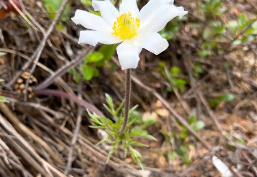 20220508-1634-Anemone des Alpes