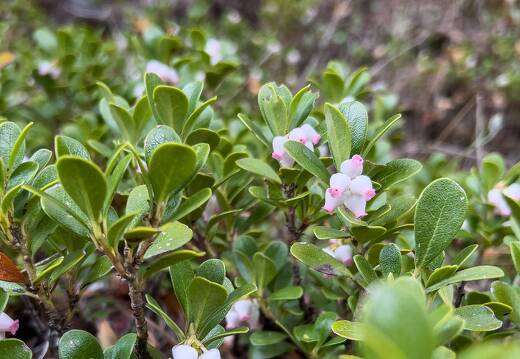 20220508-1635-Raisin d ours busserole