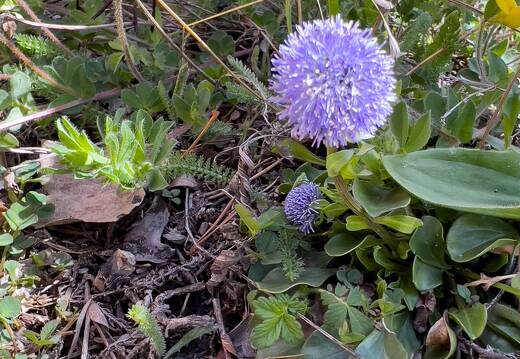 20220508-1637-Globulaire