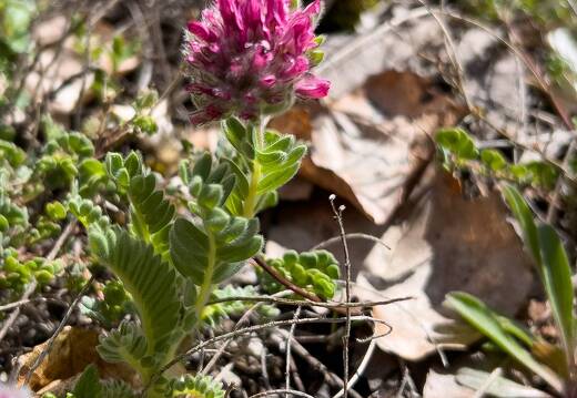 20220508-1639-Anthyllide