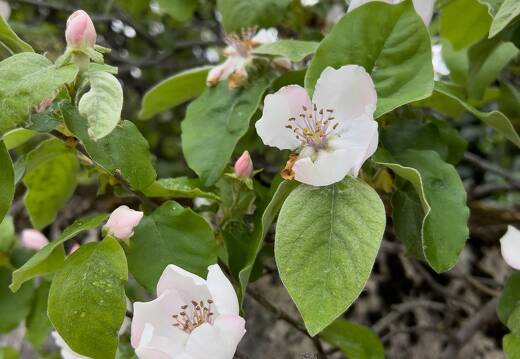 20220509-1646-Cognassier