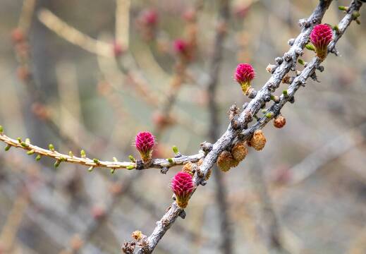 20220510-15 1880-Abries Valpreveyre Fleur de meleze