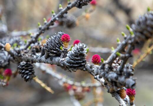 Plantes Hautes Alpes