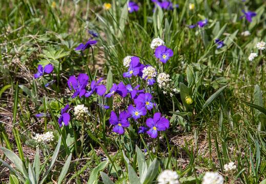 20220510-20 1885-Abries Valpreveyre pensee des alpes
