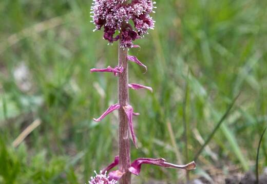 20220510-31 1903-Petasite Le Roux