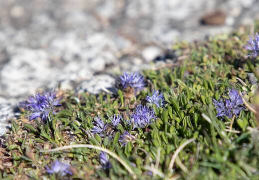 20220511-22 1966-Vars Fleurs Globulaire rampante