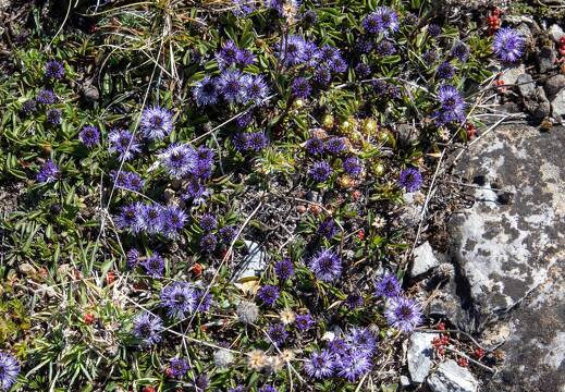 20220511-23 1968-Vars Fleurs Globulaire rampante