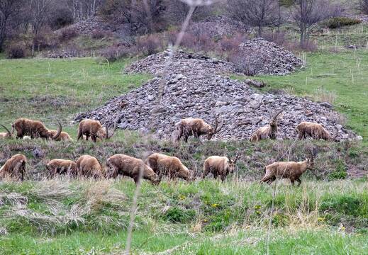 20220509-15 1785-La Barde Maljasset Bouquetin