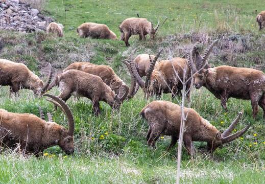 20220509-19 1799-La Barde Maljasset Bouquetin
