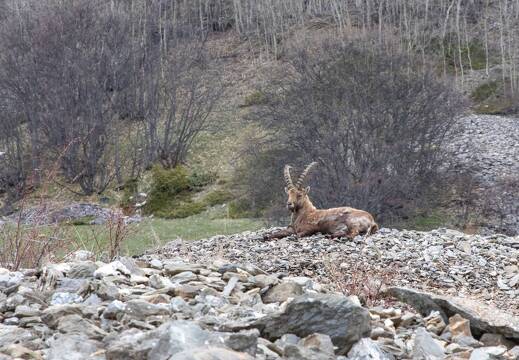 20220509-25 1715-La Barde Maljasset Bouquetin