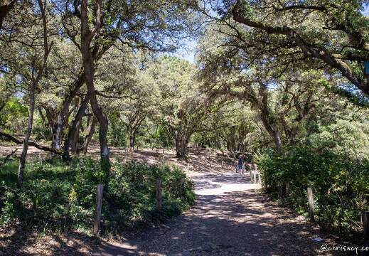 20220531-21 2702-Noirmoutier en l ile Bois de la Chaize