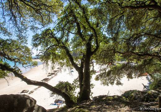 20220531-22 2705-Noirmoutier en l ile Bois de la Chaize