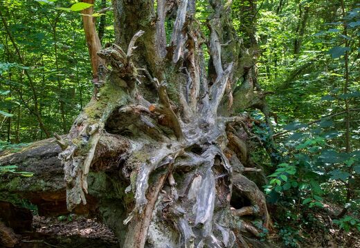 20220524-129 2326-Saint Jean de Braye Chateau de Charbonniere