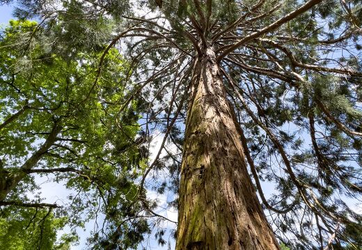 20220524-128 1982-Sequoia st Jean de Braye Charbonniere