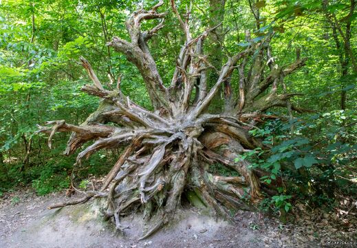 20220524-130 2327-Saint Jean de Braye Chateau de Charbonniere