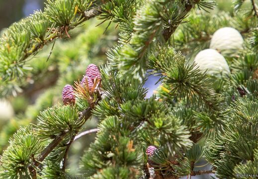 20220524-133 2308-Saint Jean de Braye Chateau de Charbonniere Cedre