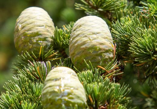 20220524-132 2306-Saint Jean de Braye Chateau de Charbonniere Cedre