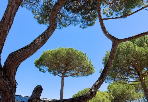 20220528-2056-Ile de re Pins