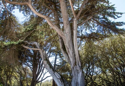 20220531-53 2684-Noirmoutier en l ile Bois de la Chaize